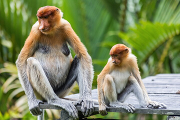 Two cute Proboscis Monkey in Borneo rainforest Sandakan Malaysia