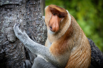 Naklejka premium Proboscis Monkey portrait in Borneo rainforest Sandakan Malaysia