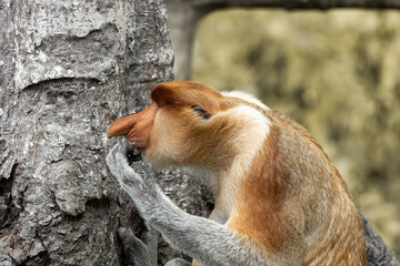 Proboscis Monkey portrait in Borneo rainforest Sandakan Malaysia