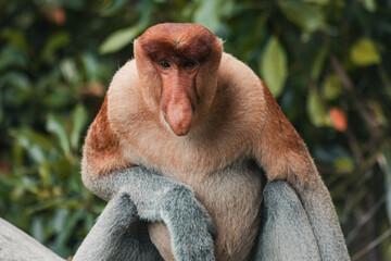 Fototapeta premium Proboscis Monkey portrait in Borneo rainforest Sandakan Malaysia