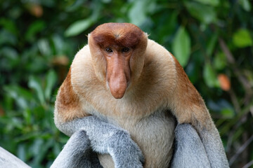 Proboscis Monkey portrait in Borneo rainforest Sandakan Malaysia