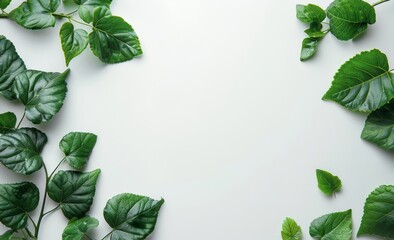 Fototapeta premium Green Leaves Arranged on White Background