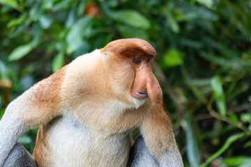 Fototapeta premium Proboscis Monkey portrait in Borneo rainforest Sandakan Malaysia