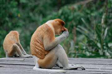 Proboscis Monkey in Borneo rainforest Sandakan Malaysia