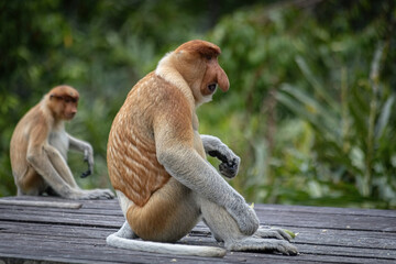 Naklejka premium Proboscis Monkey in Borneo rainforest Sandakan Malaysia