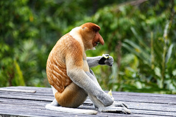 Proboscis Monkey in Borneo rainforest Sandakan Malaysia