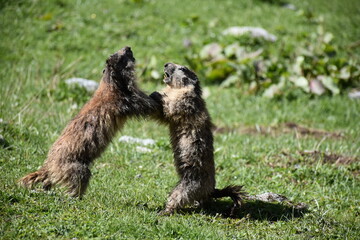 Marmottes (marmottons)