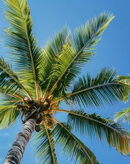 coconut palm tree
Summer with style