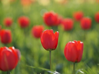 Obraz premium チューリップ畑の赤いチューリップのアップ