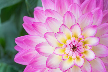Macro closeup of a beautiful dahlia bloom