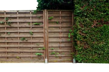 the wooden fence with thuja