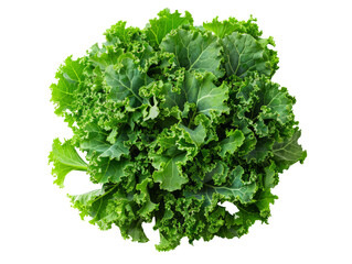 Top view of A close-up of a fresh, green head of curly kale