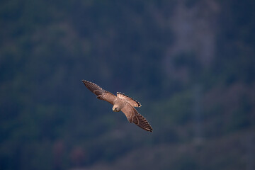 bird of prey flying over the mountains