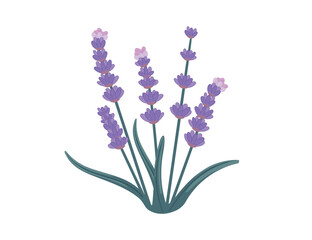 vector illustation of watercolor provance lavender isolate on white background