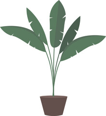 house banana plant in pot vector illustration