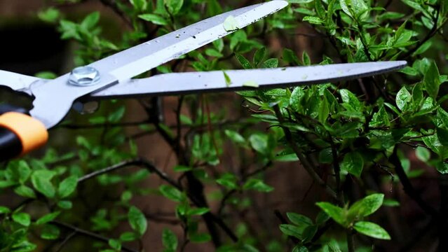 A gardener trims decorative bushes with scissors in a private yard.