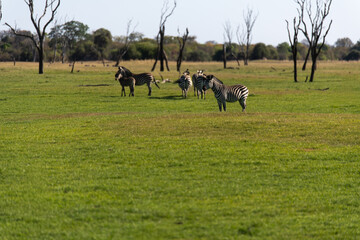 Fototapeta premium View of the zebras on the meadow
