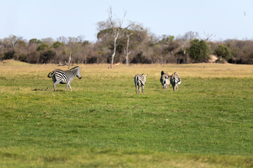 View of the zebras on the meadow