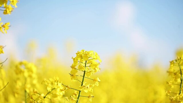 Yellow rape flower on a yellow blurred background. rape field in spring