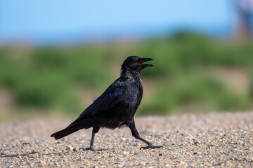 crow on the ground