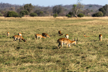 View of the gazelle on the meadow