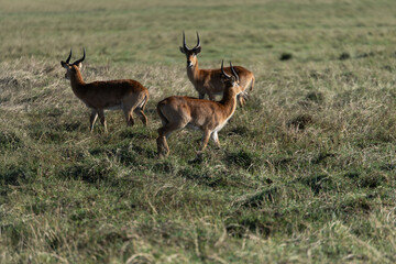 View of the gazelle on the meadow