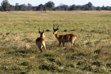 Fototapeta premium View of the gazelle on the meadow
