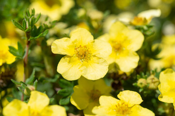 yellow flowers with five petals close-up (either potentilla or dasiphora)
