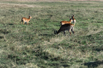 View of the gazelle on the meadow