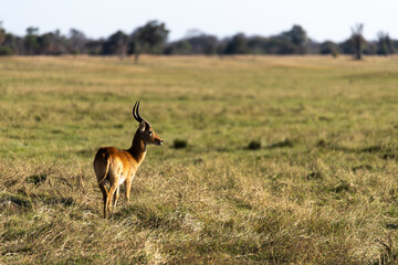 View of the gazelle on the meadow