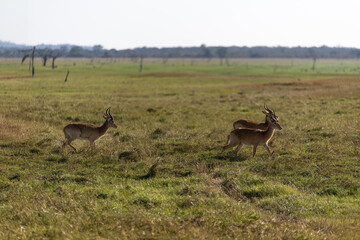 Fototapeta premium View of the gazelle on the meadow