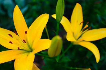 Yellow lily flowers in the garden, close up. Blooming lilies for publication, design, poster, calendar, post, screensaver, wallpaper, cover, website. High quality photo