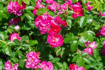 deep pink rose bush and leaves in spring
