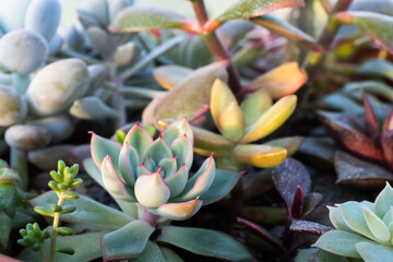 Succulent background, selective focus. Composition of colorful succulents for publication, poster, calendar, post, screensaver, wallpaper, cover, website. High quality photo