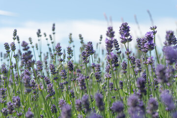 upward angle view of lavender in bloom on a blue sky with slight cloud