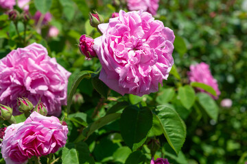 close-up of a ruffly pink rose bush in spring