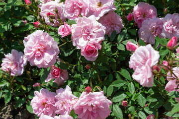 Fototapeta premium rose bush with fully open blossoms and buds outdoors