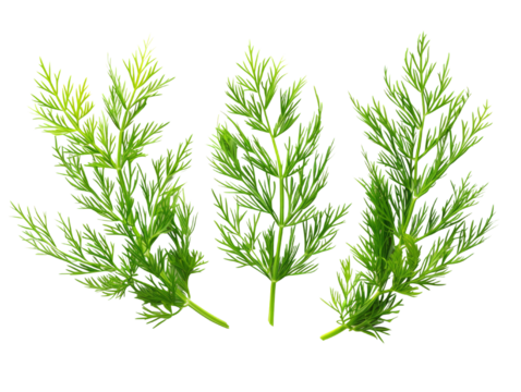 Top view of Three green leaves with feathery edges, isolated on a black background.