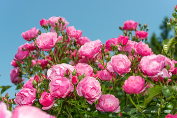 slight skyward glance at a rose bush outdoors on a bright spring afternoon