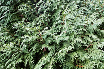 Natural background from green Thuja branches for design or project, for publication, poster, calendar, post, screensaver, wallpaper, postcard, banner, cover, website. High quality photo