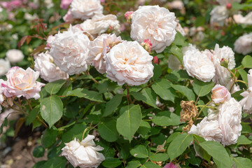rose bush on a bright afternoon in spring