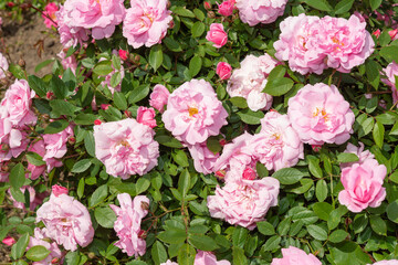 glancing down at rose buds and blossoms with leaves on a bright afternoon in spring