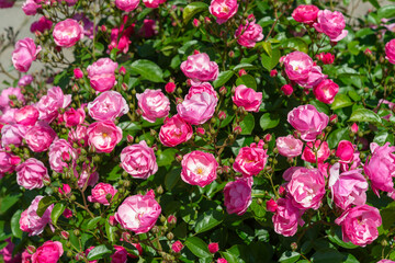 glancing down at a rose bush with many pink blossoms