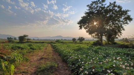 Fototapeta premium A perfect harmony of nature and agriculture as the cotton plants grow in harmony with the surrounding ecosystem.