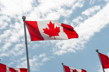 Fototapeta premium backlit Canadian Maple Leaf flags fluttering in the wind against a blue sky with some clouds