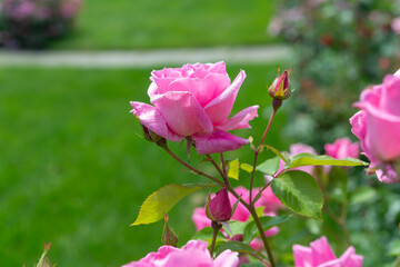 pink flowers on a defocused green lawn background
