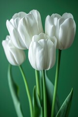 Elegant white tulips in vase on vibrant green background floral beauty and home decor concept