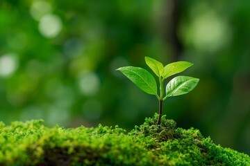 A photo of a small tree growing on moss in a forest, symbolizing the concept of ecology, natural landscapes, and environmental protection, and promoting healthy growth of trees and plants. 