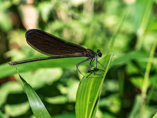 Fototapeta premium Atrocalopteryx damselfly on a leaf 2