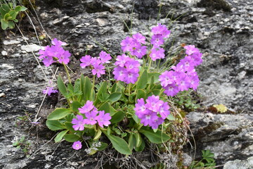 Primevère hérissée ou Primevère hirsute